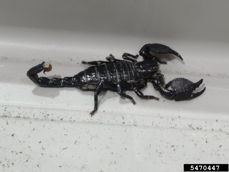 scorpion picture 3